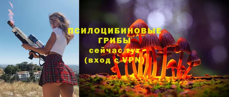 Галлюциногенные грибы Psilocybe  сайты даркнета телеграм  Мыски  где купить наркоту 